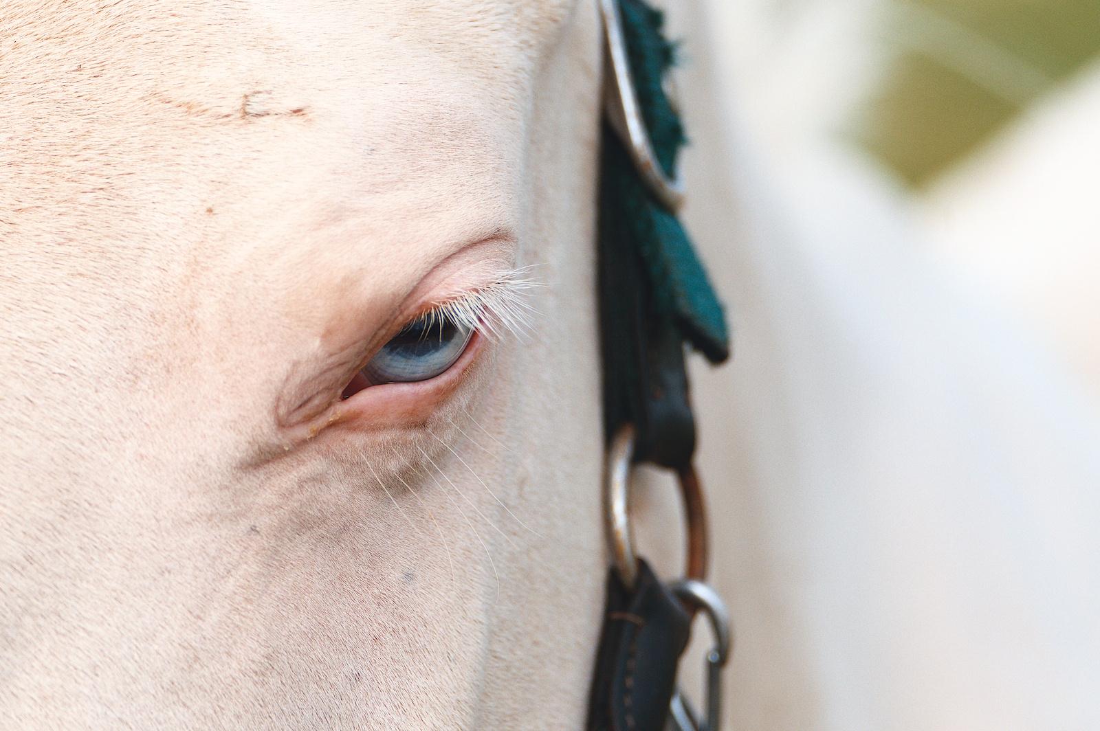 Close-up of a pale horse’s face, focusing on the eye and surrounding area. The horse’s light blue eye is partially open, with white eyelashes visible. A dark strap with metal rings is fastened along the side of the head. The background is softly blurred.