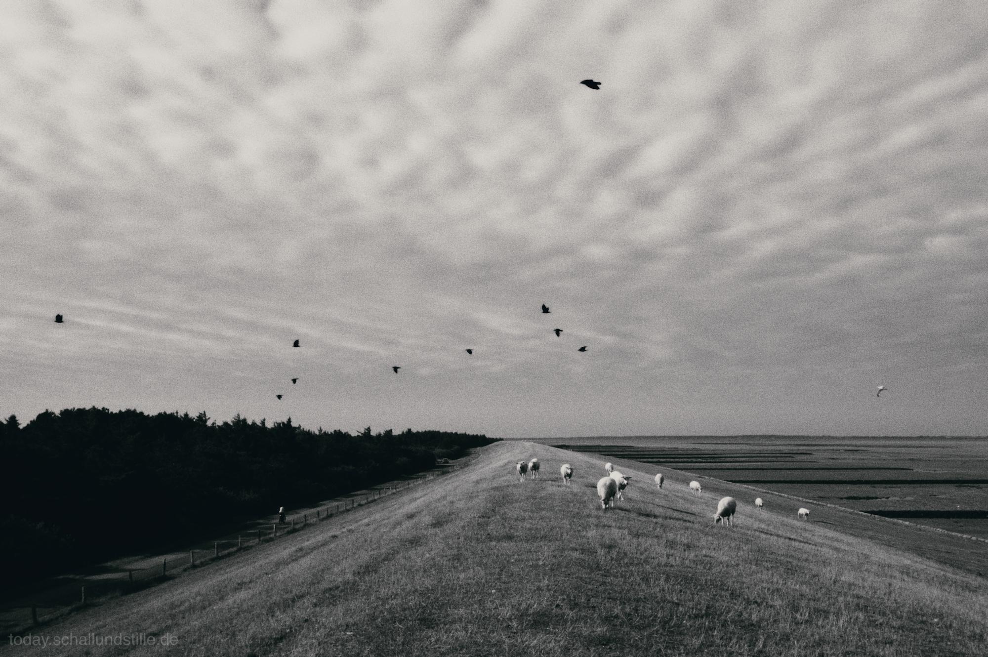 Sheep graze on a grassy dyke, with a flock of birds flying overhead. The background features a line of trees and the flat, open landscape of the warden sea extending towards the horizon. The sky is overcast, with a mix of light and dark clouds, suggesting a cloudy day. The image is in black and white, with a wide-angle perspective that captures the expansive landscape and the sheep scattered across the dyke.