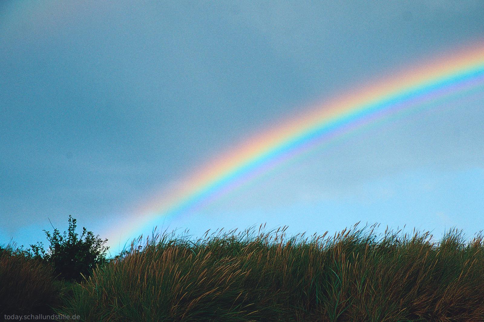 A vibrant rainbow arcs across a blue-grey sky, starting from behind a dense patch of tall grass and reaching toward the upper right corner. The grass in the foreground is a mix of green and golden-brown, with a small dark green bush on the left side. The sky is a solid, muted blue with a slight gradient of lighter blue near the horizon. The rainbow displays distinct bands of red, orange, yellow, green, and blue. The photograph is taken from a low angle, looking upward toward the sky.