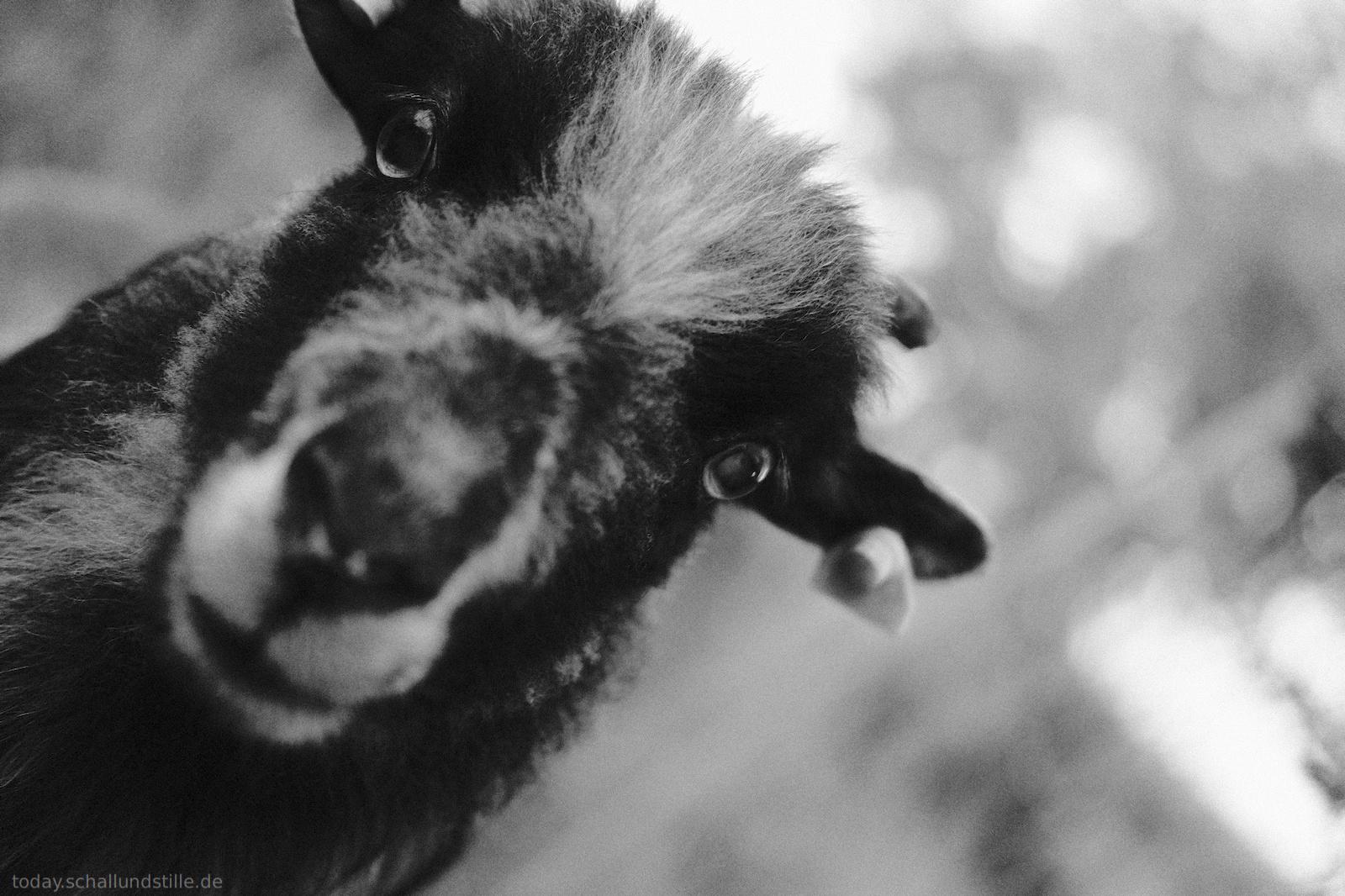 A sheep with a fluffy, dark coat and a distinctive white patch on its face is the main subject of the image, with blurred greenery in the background. The light is soft and diffused. The image is a close-up in black and white, focusing on the sheep's face and upper body.The sheep's expression is calm and curious,