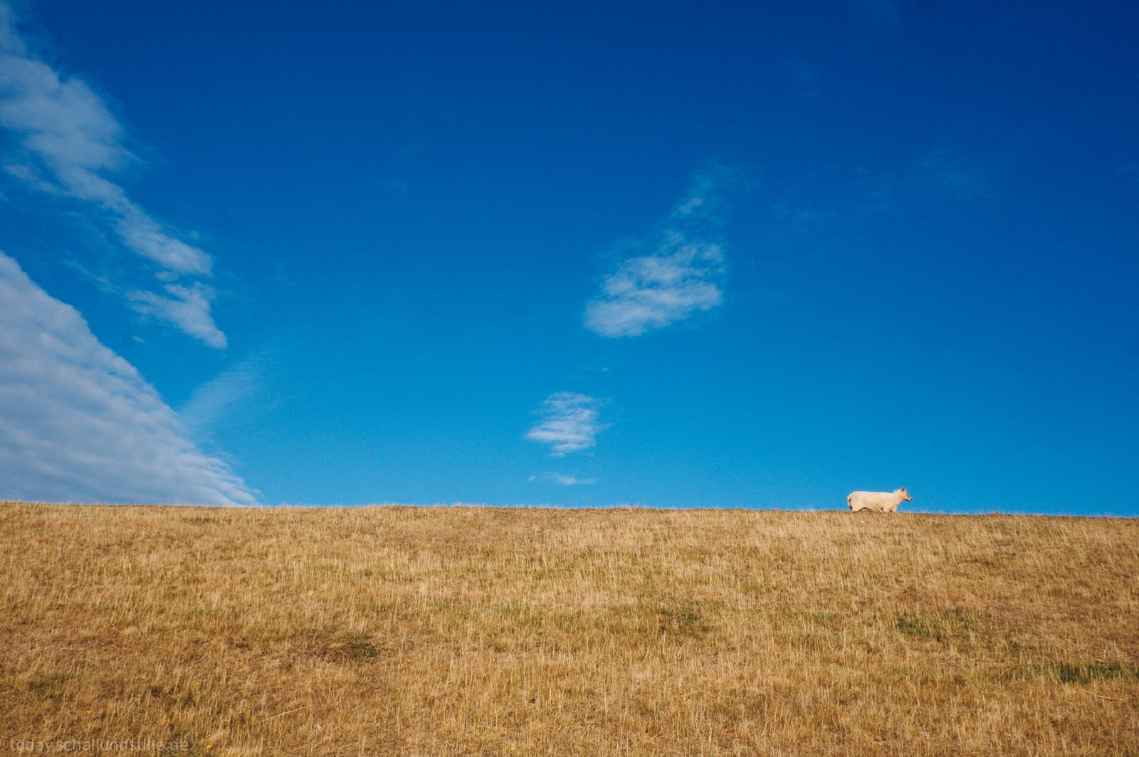 A single white sheep stands on a grassy ridge against a vast blue sky. The foreground is a wide expanse of dry, golden-brown grass that slopes upward toward a flat horizon line. The sky is a vibrant blue with several wispy white clouds scattered across the upper half of the frame. Bright, direct sunlight illuminates the scene, creating a high-contrast look between the yellow grass and the blue sky. The wide-angle shot places the sheep in the lower right quadrant, emphasizing the scale of the landscape.