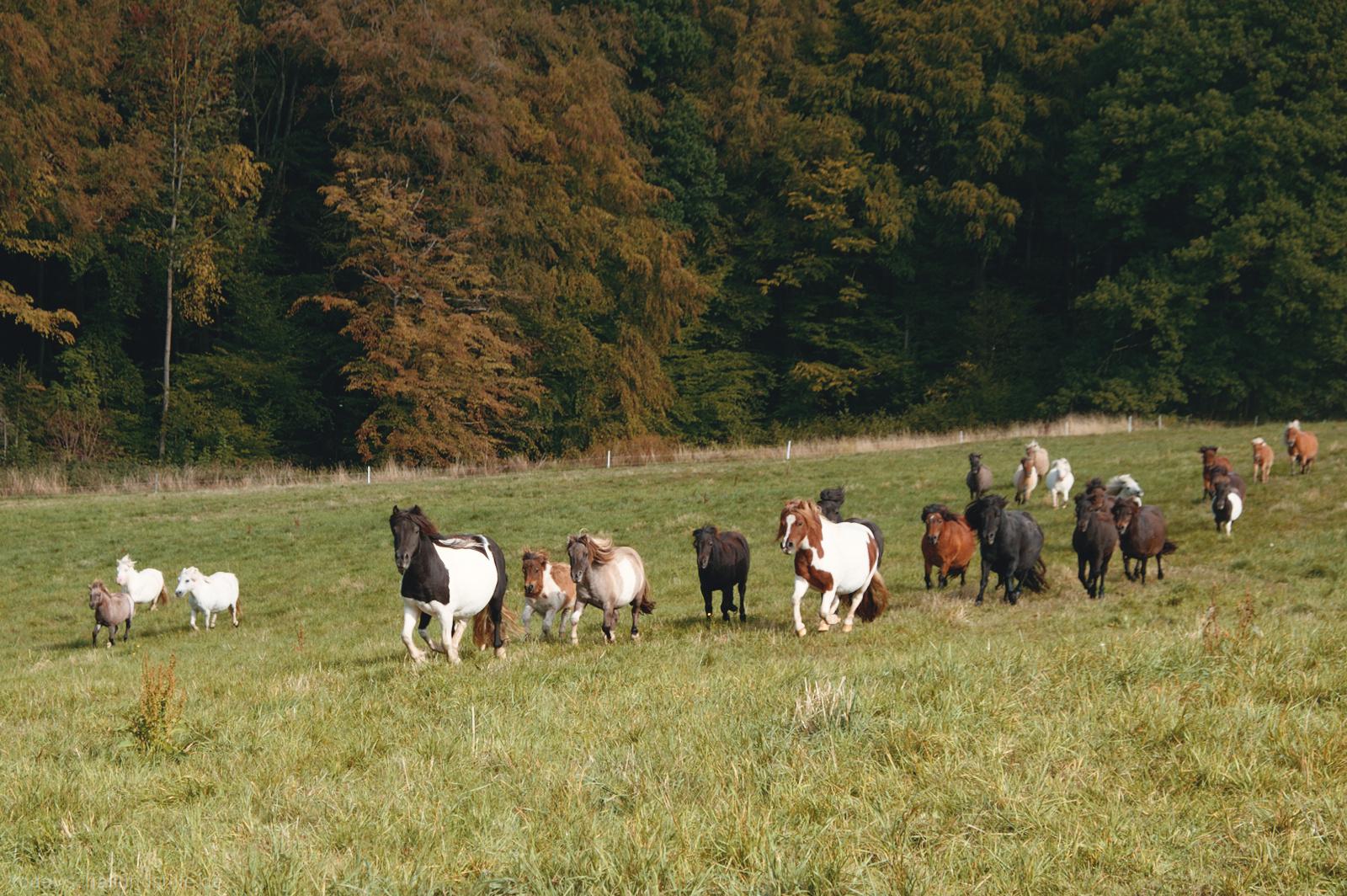 A herd of shetland ponies in various coat colors, including white, brown, and black, move across a grassy field. A dense forest of green and orange-brown trees forms a backdrop behind the meadow. Bright, natural light illuminates the scene, highlighting the autumn colors of the foliage. The wide-angle shot captures the entire group from a distance, showing the expanse of the field and the depth of the woods.