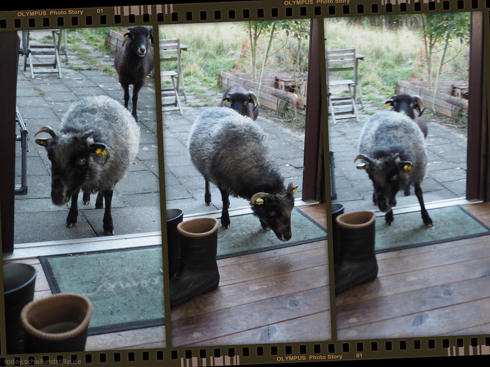 Three vertical panels show a sheep with thick, gray and black wool and yellow ear tags entering a building through a glass door. In the first and third panels, the sheep stands on a gray stone patio in front of the door, while in the center panel, it is stepping onto a wooden deck. The background shows a garden with green plants, a wooden bench, and a chair. The scene is lit by bright, even daylight. The image is presented as a triptych with a film strip border.