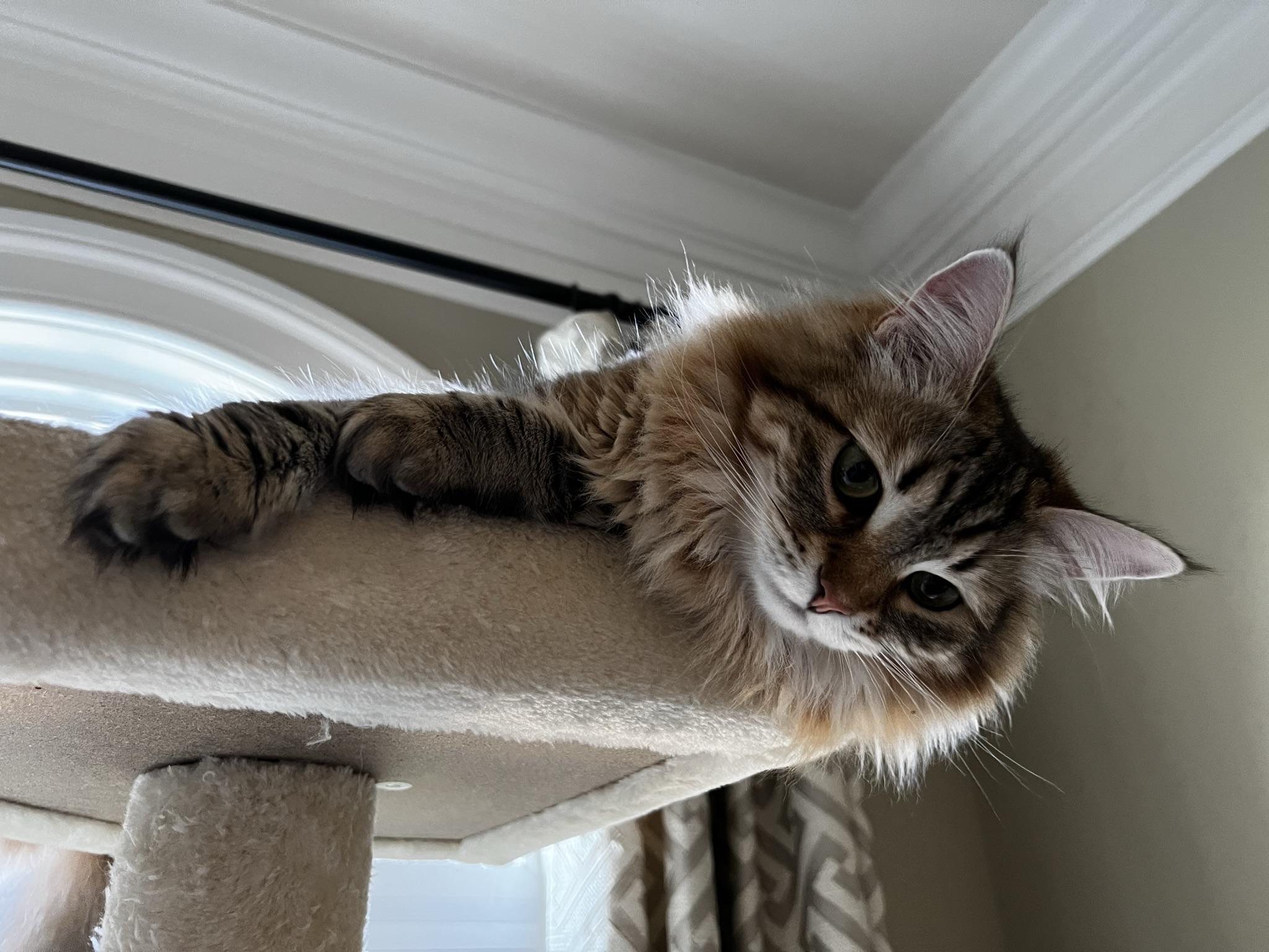 A medium hair gray with black strings and a hint of or orange, sitting on top of a white carpeted cat tree indoors during they day