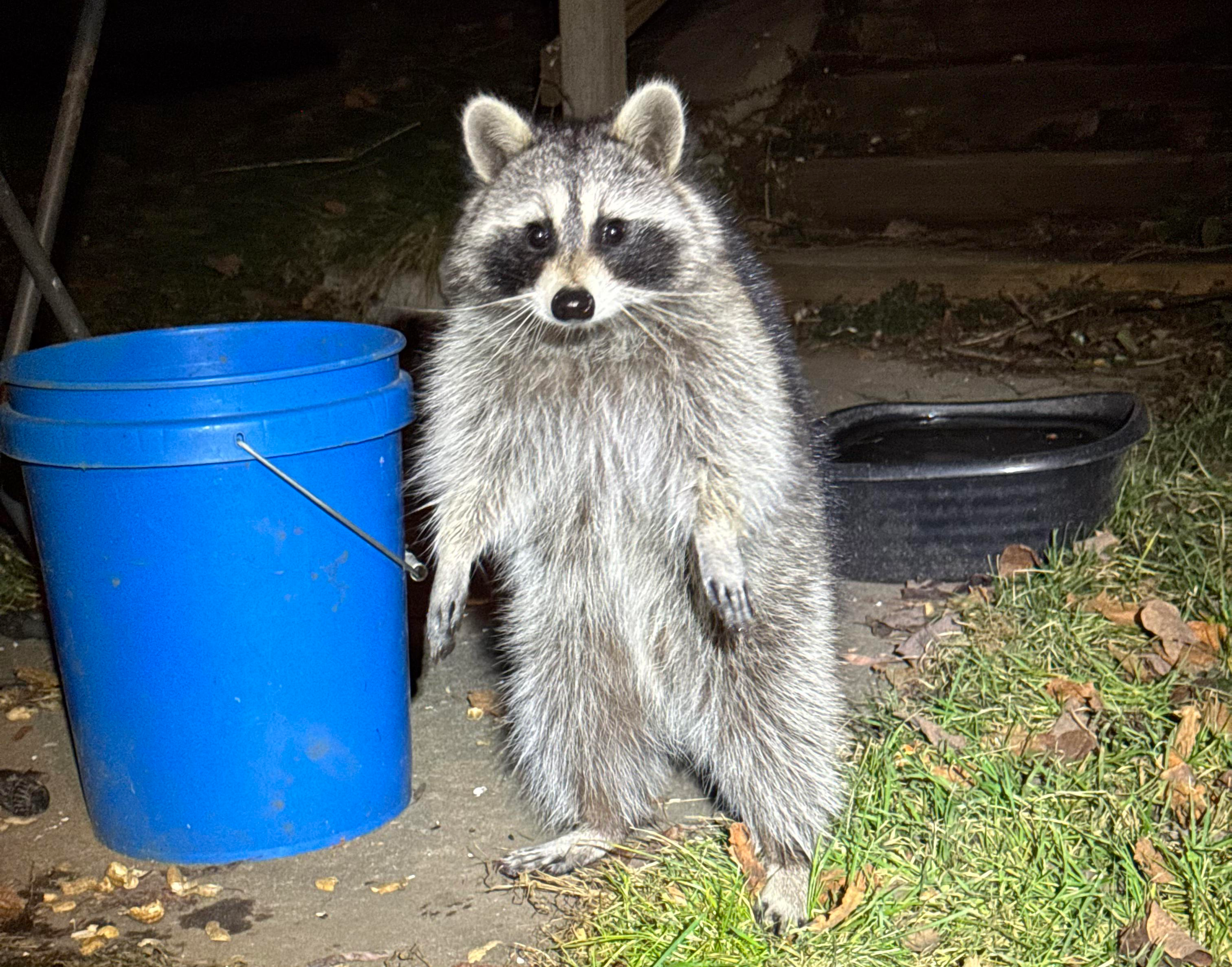 A raccoon standing up straight on its feet outdoors, right foot on the pavement and left on the grass, with an expression that makes it look like the most innocent creature ever. Beside the raccoon, to its right, sits a blue bucket, with a black box sitting on the pavement behind it. Stairs and a hill are just barely visible in the background