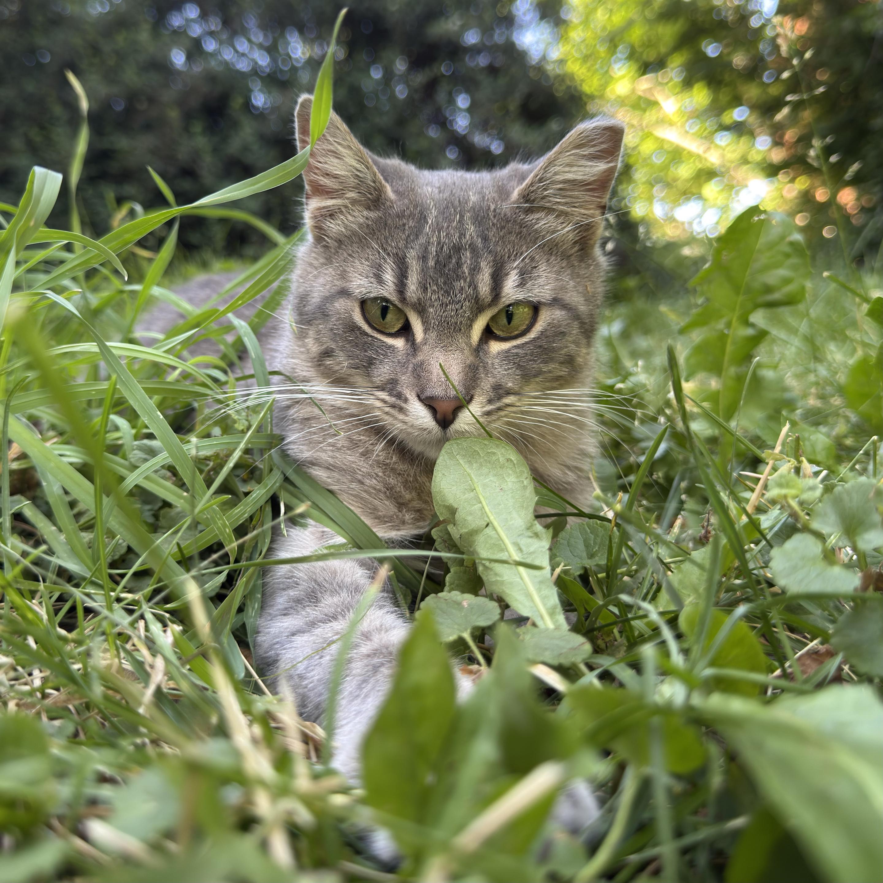 Sodium Pop Lightning!, my short haired gray tabby kitten/teenager, lying down in the grass facing the camera, his paws reach out on the ground in front of him like a sphinx. A lot of the grass surround him is taller than he is lying down, obscuring the most of his body.