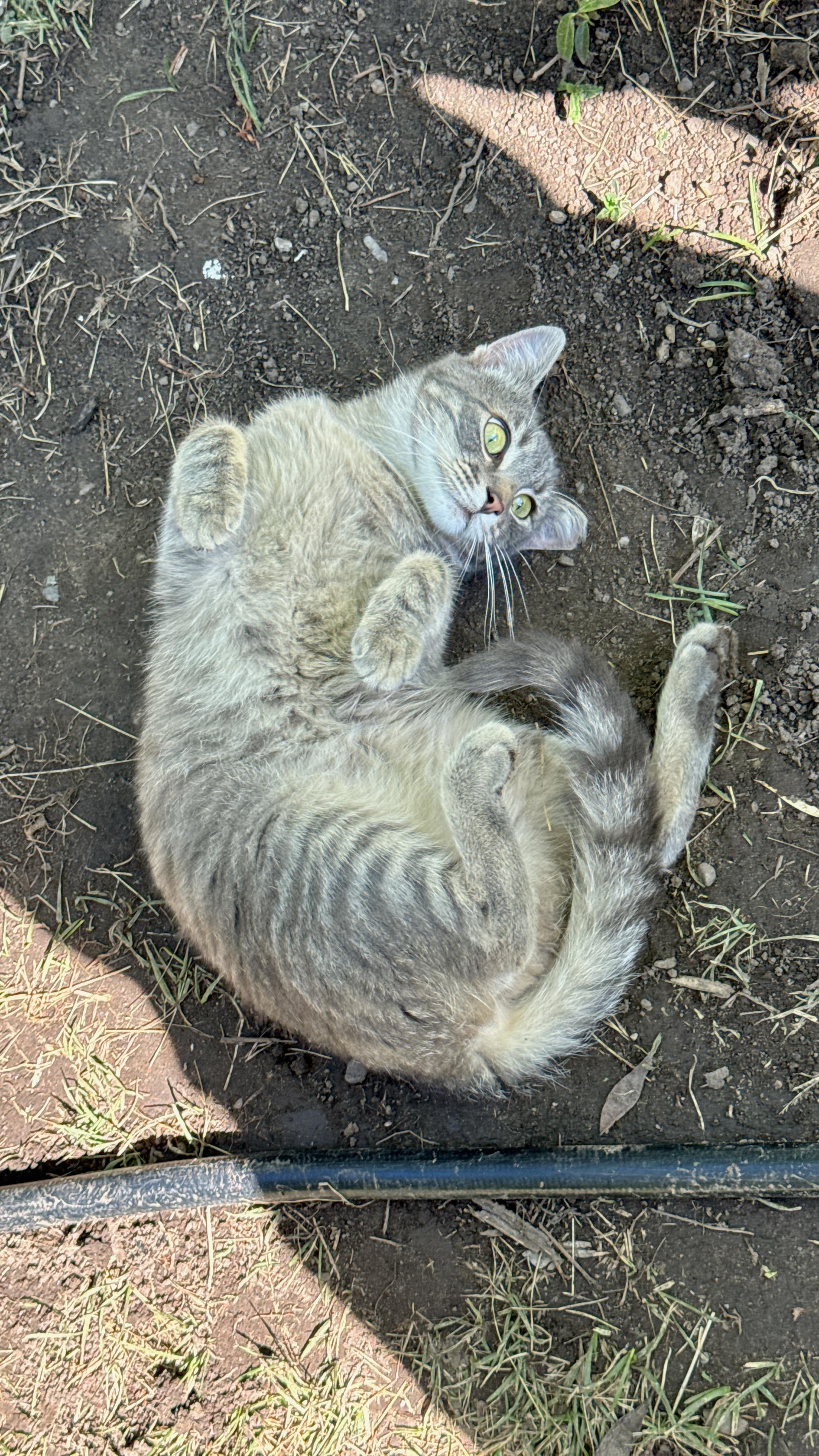 Sodium Pop Lightning!, my short haired gray tabby kitten, lying on his back on the dirt covered grass in my backyard, his arms arms up with his paws facing forward, his behind curled up closer to his body, and his yellow eyes wide open.