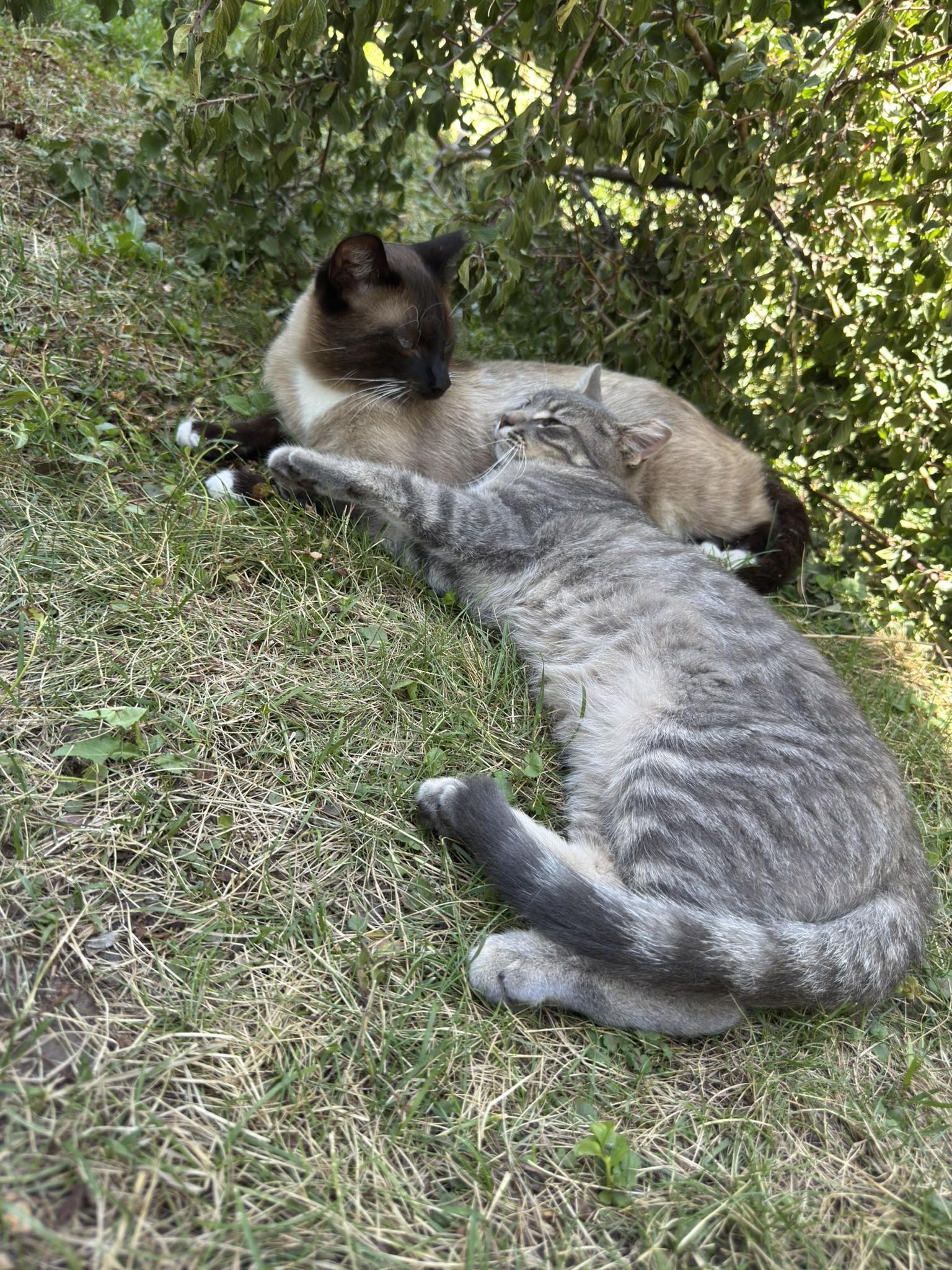 Sodium Pop Lightning!, my short haired gray tabby kitten, lying on the grass in my side yard, his head resting against Jasper of the 4th Bearded Infantry, my short haired Siamese cat, who is looking at Soda Pop's belly. Behind them sits a recently cut down tree branch, green leaves still covering it.