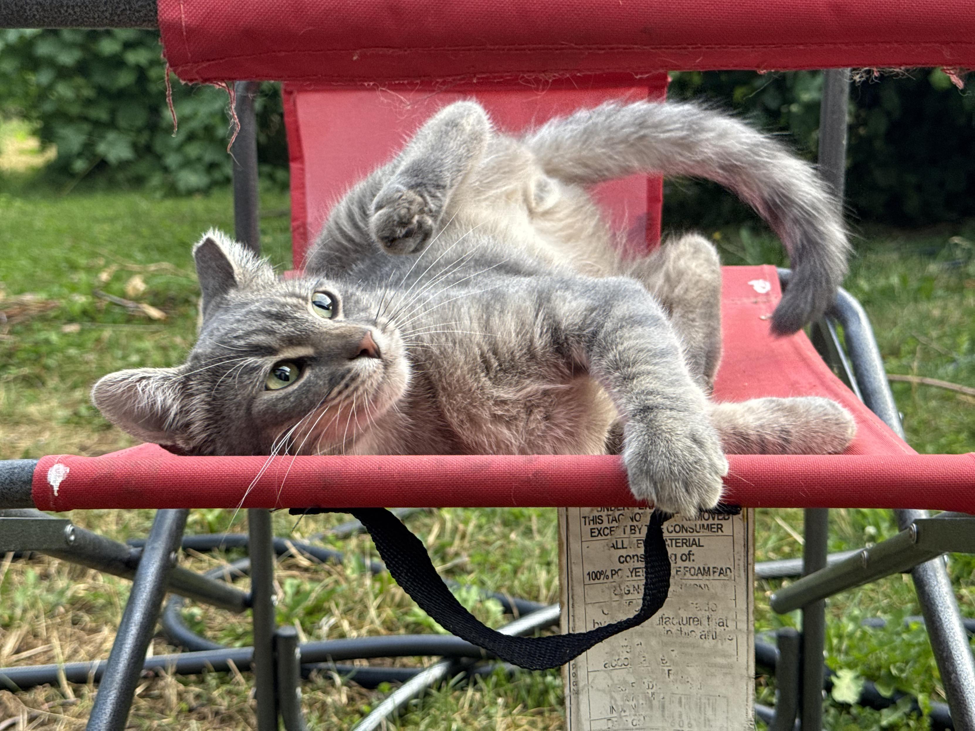 Sodium Pop Lightning!, my short haired gray tabby kitten, on his right side mid rolling around on one of my red camp chairs outdoors in the morning. His from half is twisted so that his left arm his holding onto the right edge of the chair, while his right is resting on the chair. His back half is twisted in the air, showing off the bottoms of his week and the belly near the tail.