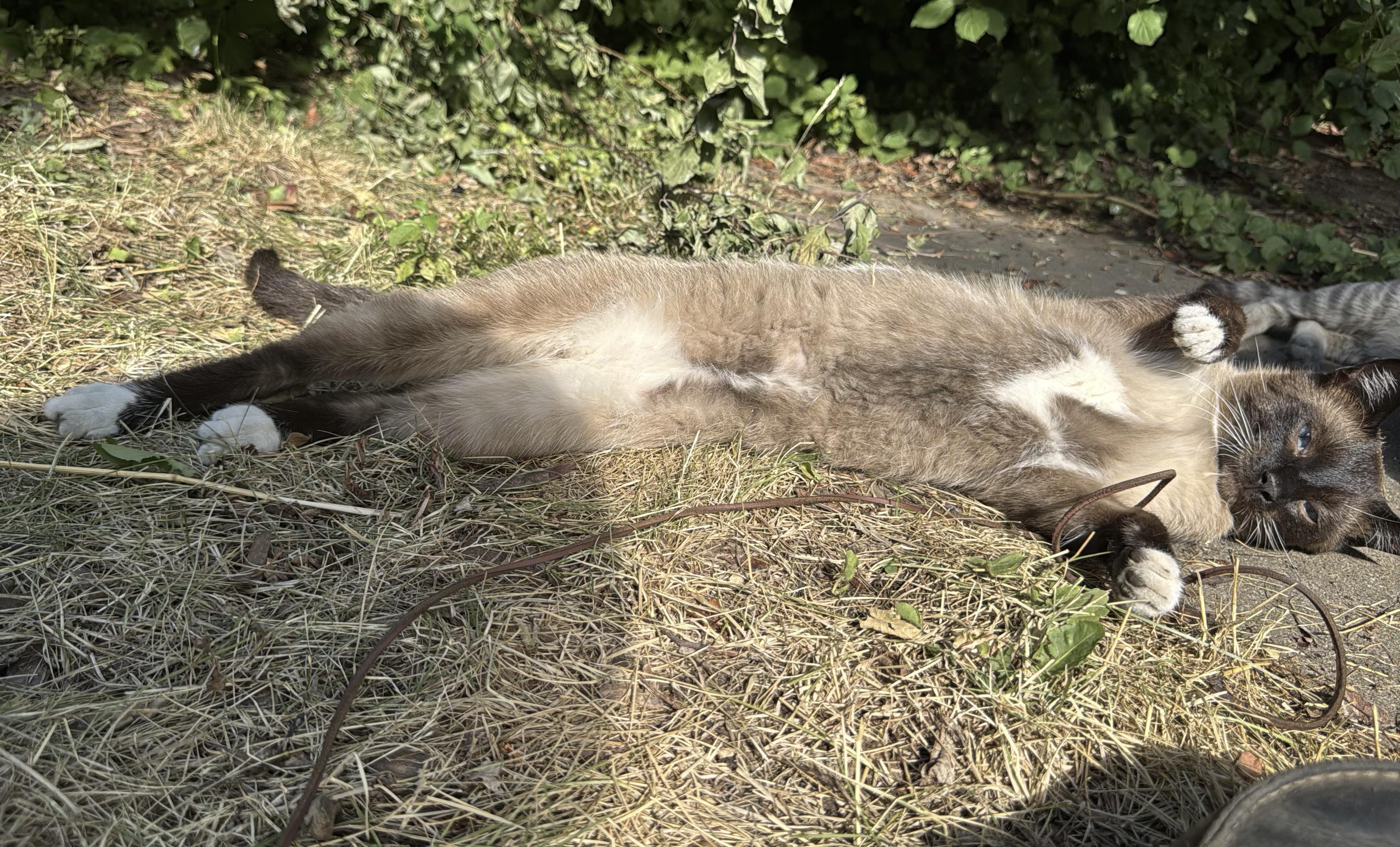 Jasper of the 4th Bearded Infantry, my short haired Siamese cat, lying on his left side, belly side facing the camera, his paws curled out very adorably while his blue eyes squint in the sunlight. Behind him, the feet of my short haired gray tabby kitten, Sodium Pop Lightning!, can be seen on the patio.