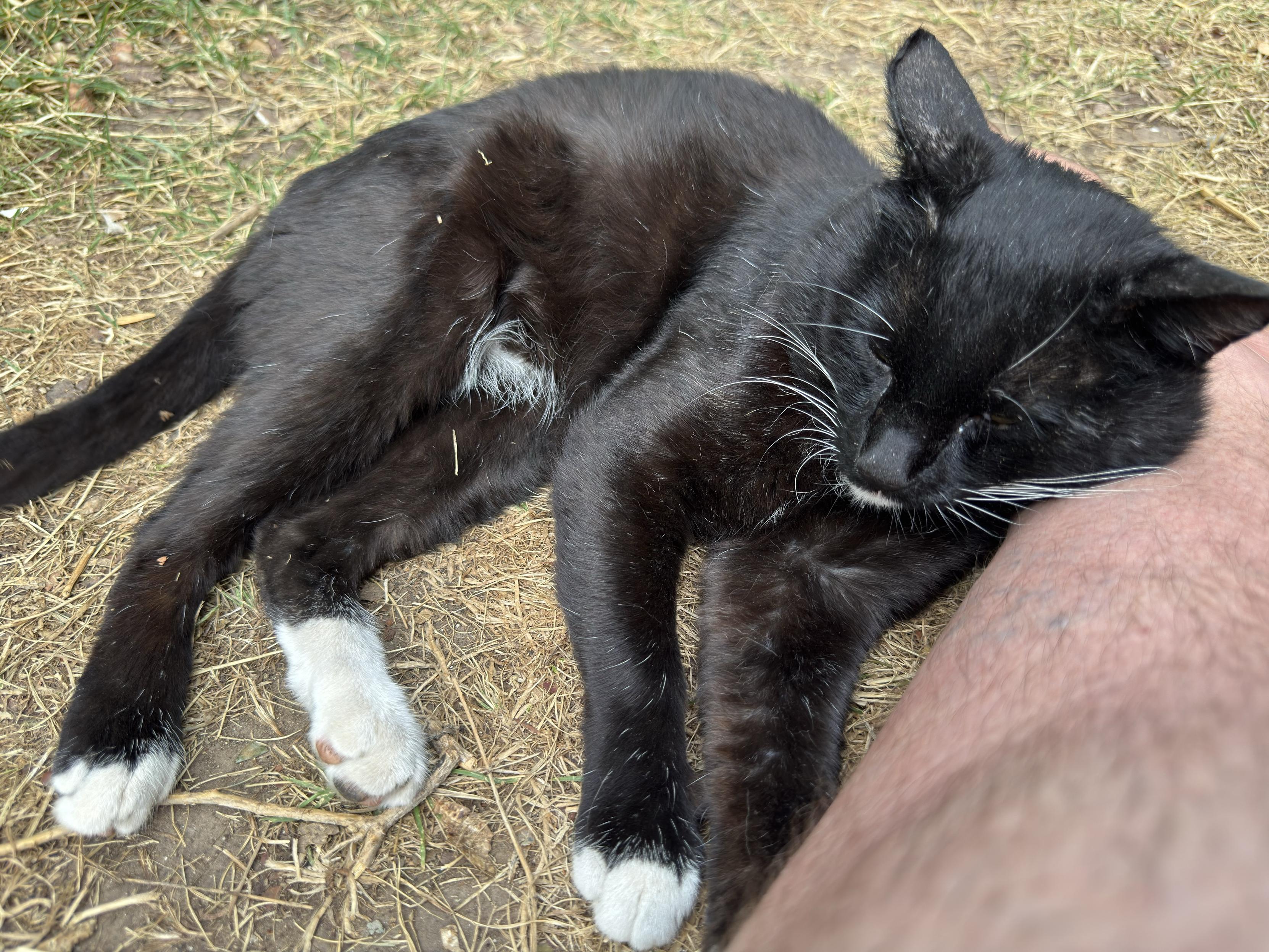 My short haired tuxedo cat, Dr Professor Euler, lying on the grass in my backyard with me, his face resting at the top of my foot/bottom of my leg