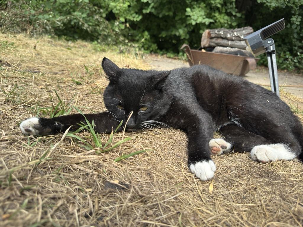 Dr Professor Euler, my short haired tuxedo cat, lying on the yellowing grass in my backyard, his feet tucked up near his belly, while his arms are opened wide in front of him. His face is down, but you can still see parts of his beautiful yellow eyes.