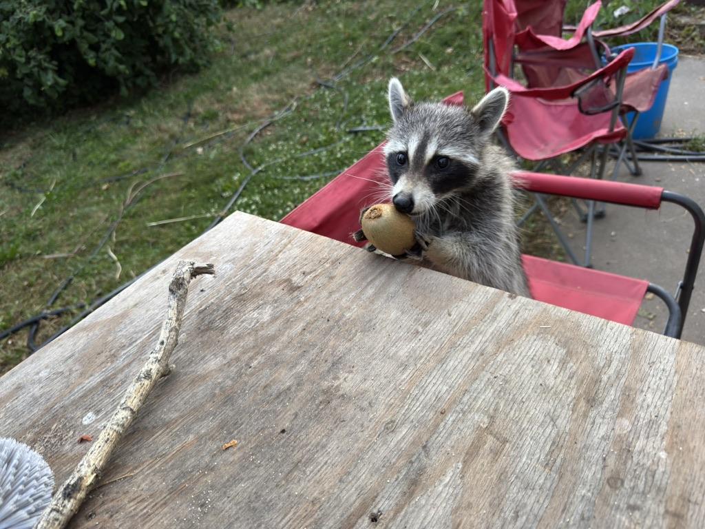 Smeagol Shambles the raccoon standing on a red camp chair, leaning against a metal shelf, while holding onto a kiwi with her little furry hands. Her eyes are open wide in surprise at the treasure she has acquired.