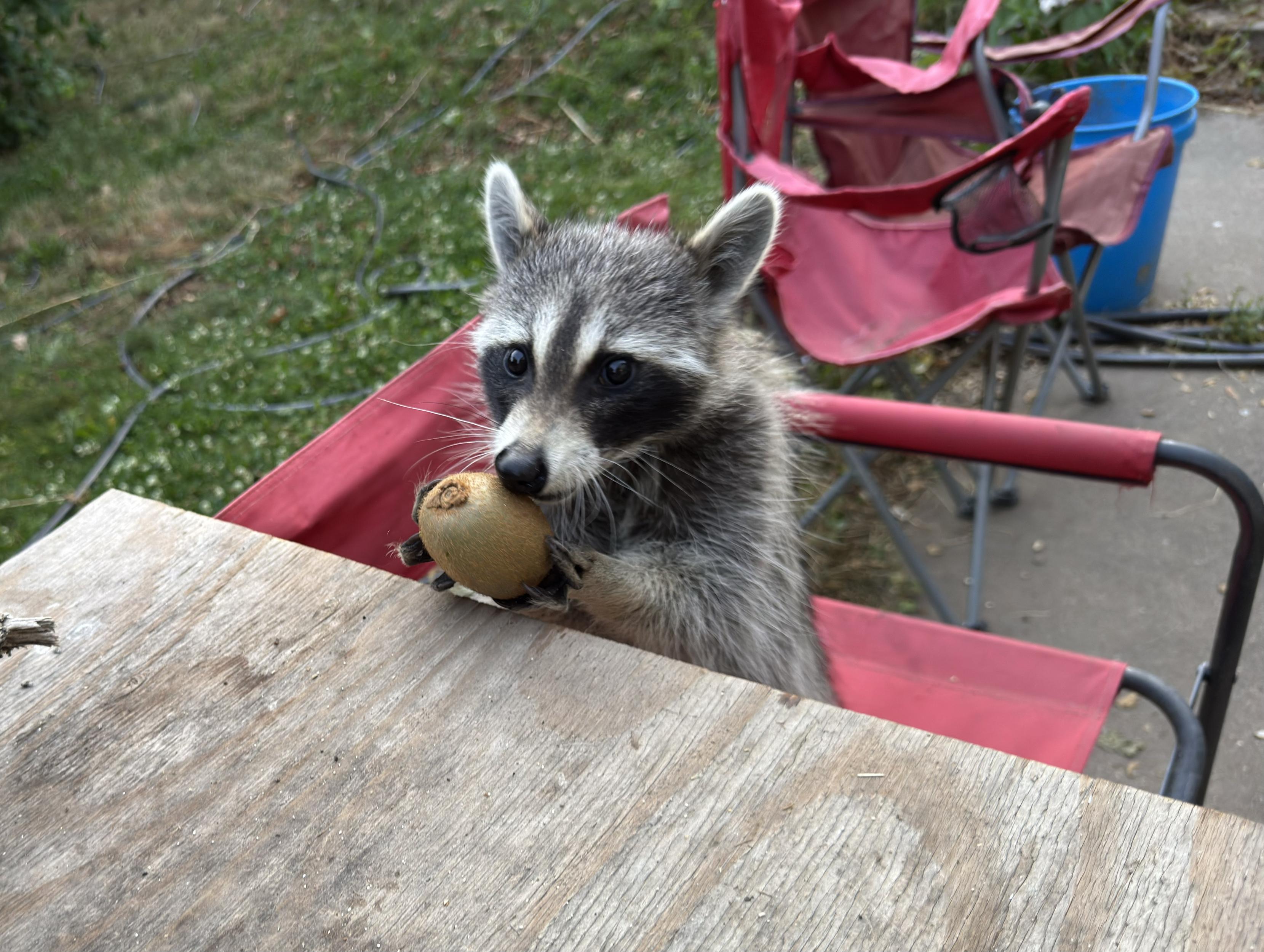 Smeagol Shambles the raccoon standing on a red camp chair, leaning against a metal shelf, while holding onto a kiwi with her little furry hands. Her eyes are open wide in surprise at the treasure she has acquired.