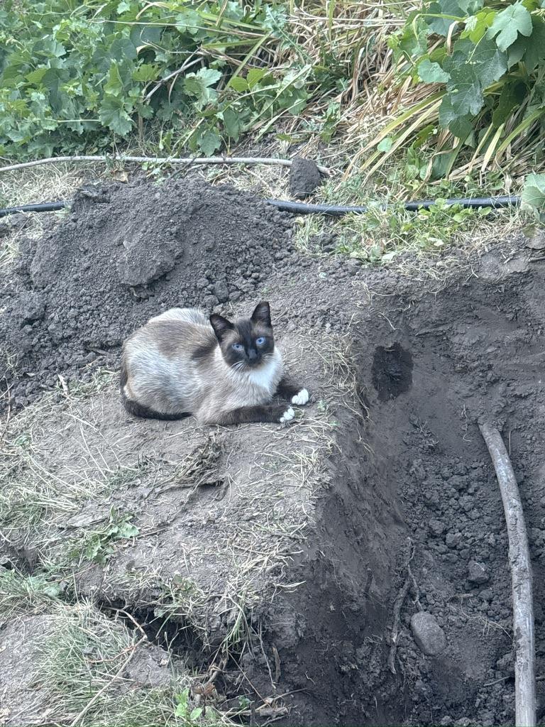 Jasper of the 4th Bearded Infantry, my short haired Siamese cat, sitting on the hill in my back yard next to a trench dug into my hill to get to a broken sprinkler pipe.