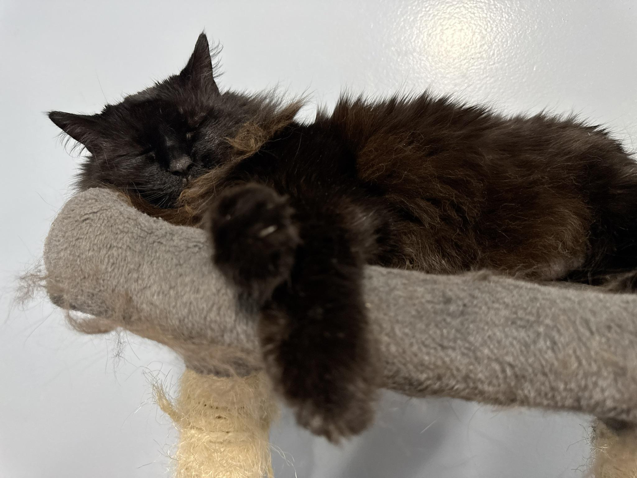Penguin, my long haired black cat, lying on the top level of her blue carpeted cat tree, her arms stretched out over the edge.