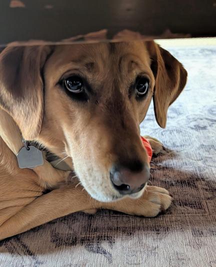 Golden lab is lying on a patterned rug under a coffee table with peeling brown paint. You can barely see her orange ball between her paws.