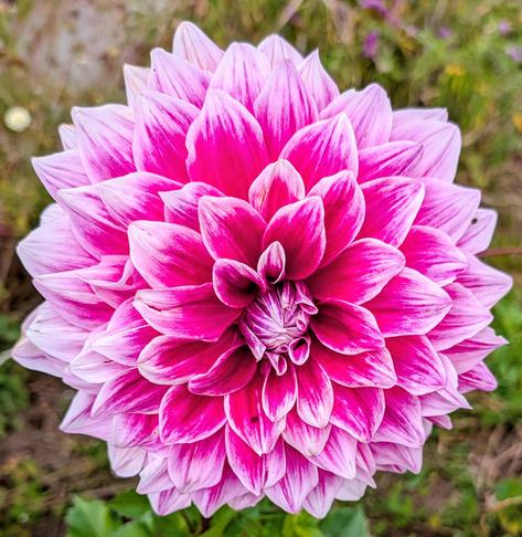 A very large mostly magenta with white accents on the edges of the petals dahlia blossom.