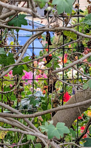 A large dahlia garden with flowers of all colors is behind a wire fence. Vines are intertwined with the wire squares. A small patch of blue sky is visible.