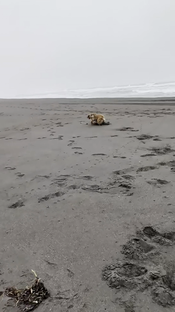 Golden lab is running on a sandy beach to fetch the stick I threw for her. The Pacific Ocean is behind her on a grey overcast day.