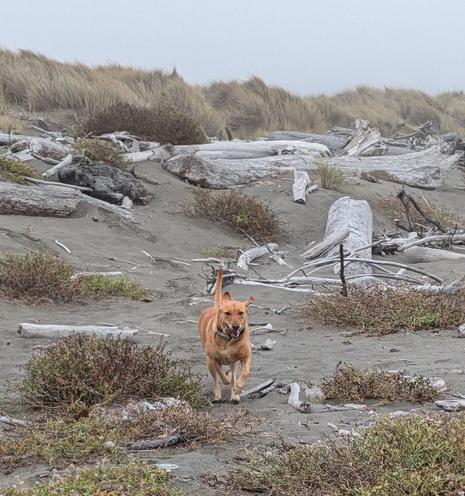 Golden lab is running through the driftwood on the beach. She is coming towards the camera.