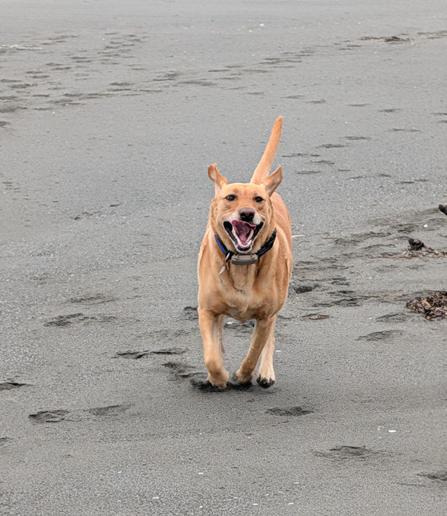 Golden lab is running on a sandy beach with a smile on her face. Her ears and tail are up.