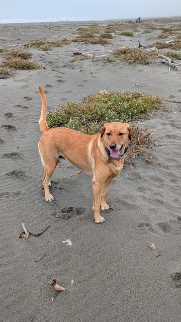 Golden lab side view as she takes a rest and is standing on the beach.