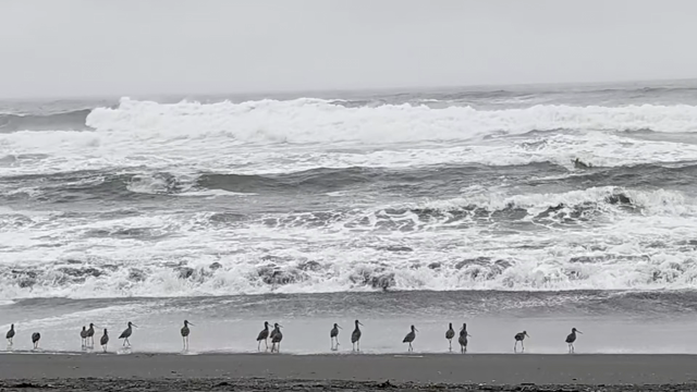 Shore birds are standing at the surfline on a sandy beach until the take off flying.