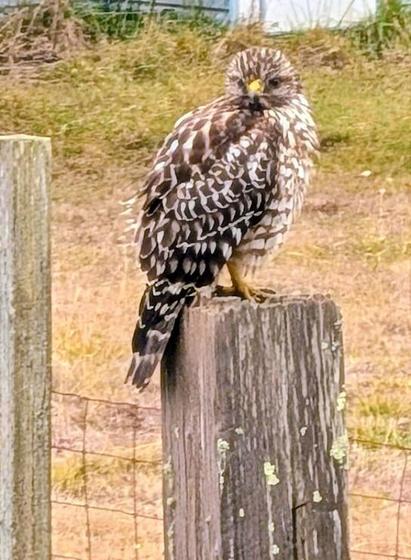 A black, white and brown smallish hawk with a yellow beak is perched on an old wood fencepost.