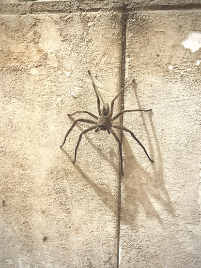 An 8 legged creature with her shadow in my water stained bathroom, she is mostly brown and a little furry