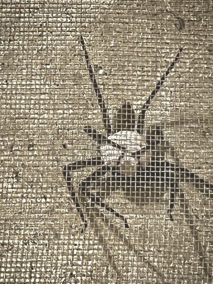 A spider hangs behind a screen clutching her egg sac in between her mandibles and two of her leg