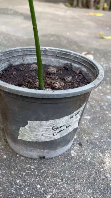 Stem to leaf view of this adorable one month old mango tree, thicc trunk, green leaves, tiny baby leaves sprouting from the top 😻😋😻