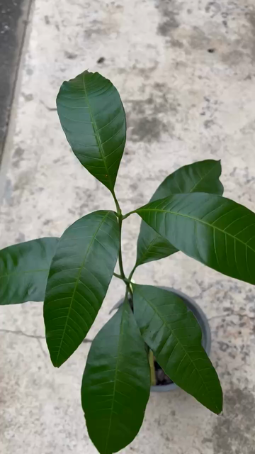 Dark green, healthy leaves of strong Bebe mango tree, a second mango tree is shown beside it with only 3 leaves. Sounds of a drummer husband working his drills and traffic down the path