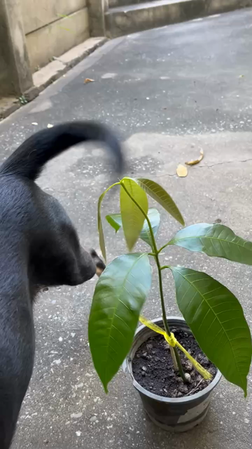 Olive, the black dog, wags her tail, lightly hitting the new mango leaves