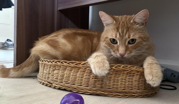 Washy the cat in a little basket