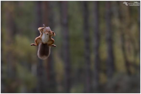 A red squirrel leaping through a Scottish woodland.
