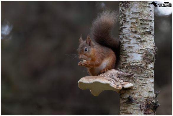 A red squirrel sitting on a bracket fungus, eating a hazelnut.
