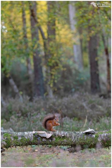 A red squirrel sitting on a fallen birch tree, eating a hazelnut, with the colours of an autumnal woodland behind.