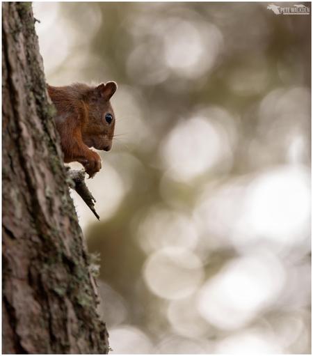 A red squirrel sitting high in a Caledonian pine tree, with the canopy sparkling behind.