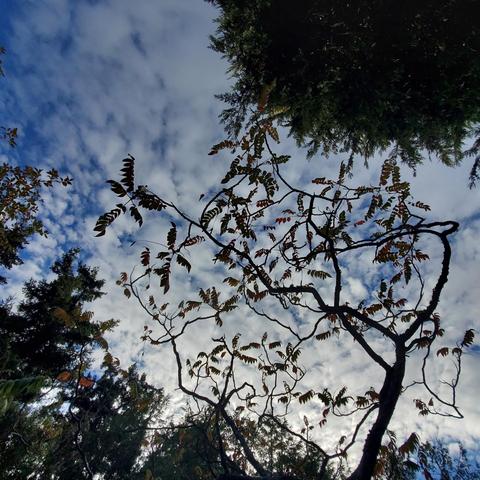 A low-angle view of tree branches with sparse, multi-colored leaves silhouetted against a bright blue sky filled with puffy white clouds.