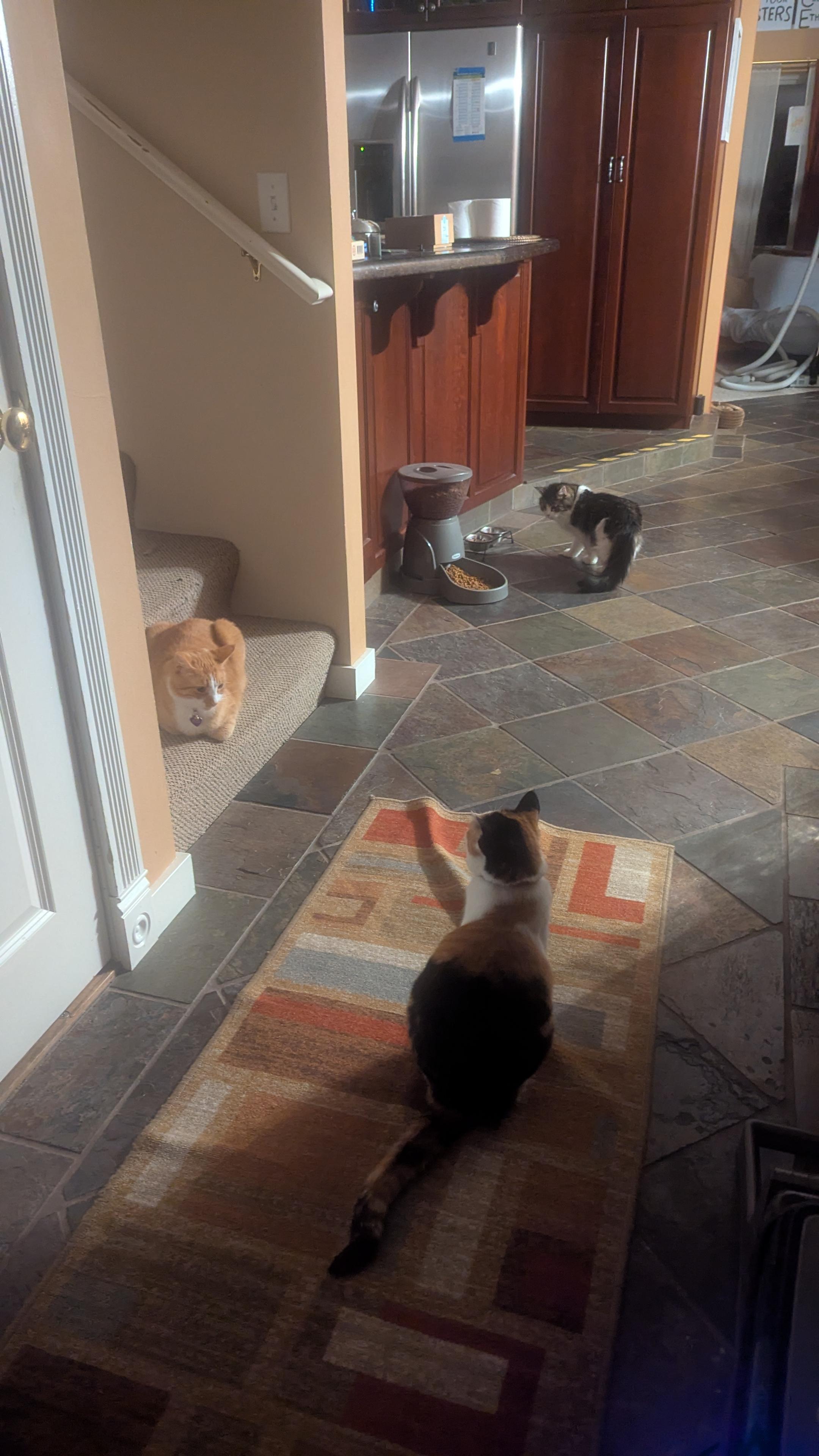 A view looking down a darkened hall into my kitchen, where three cats wait. A calico shirt-hair sits upright on a rumpled rug in the foreground, an orange and white shirt-hair loafs on the bottom stair, and a white ang grey long-hair stands by a food dispenser in the background.