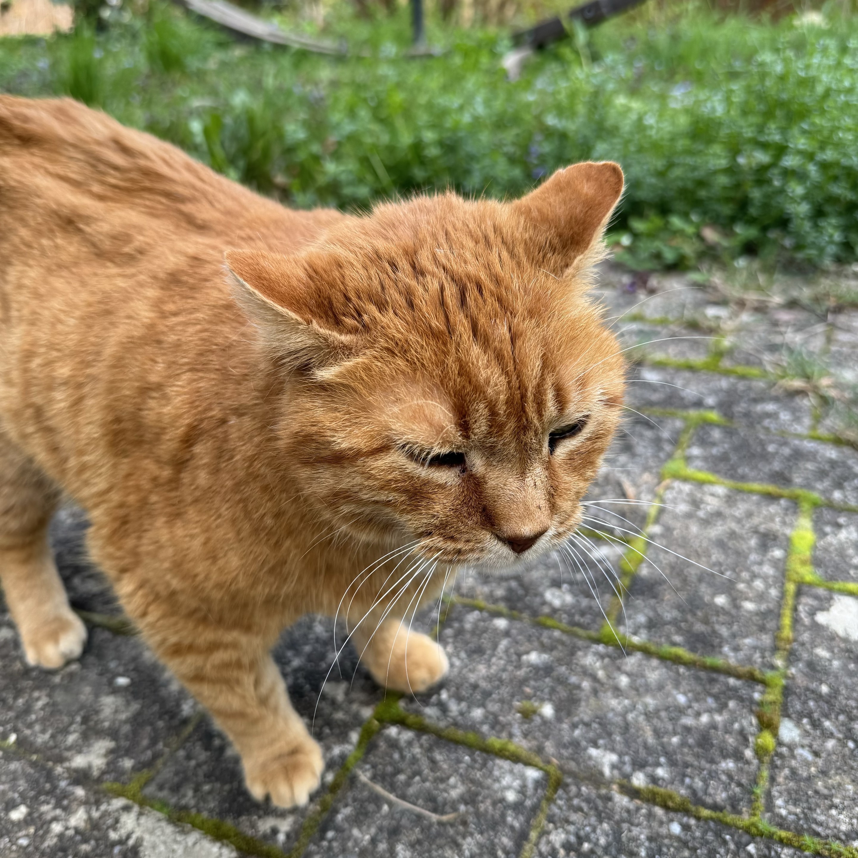 Our 14 year old red cat Snickers.