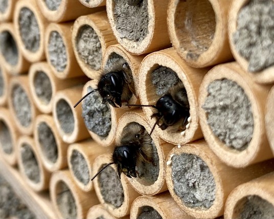 Drei Bienen schauen aus ihren Niströhrchen raus