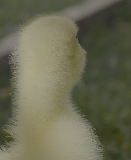Photo of a gosling from behind. The fine feathers create a light cream coloured halo in front of the dark grass background.