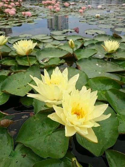 A unique sight! Incredible beauty! Charming water nymphaea lilies bloom on Lake Telbin in Berezniaky, Kyiv.