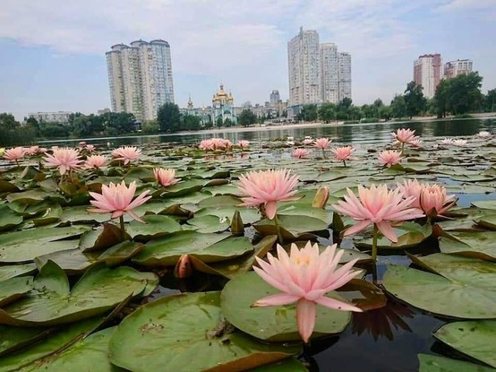 Beautiful pink water nymphaea lilies bloom on Lake Telbin in Berezniaky, Kyiv.