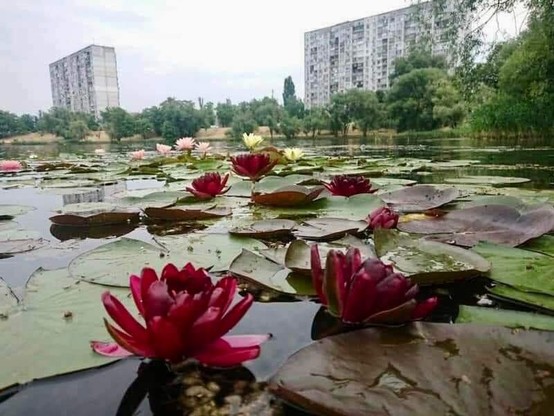 Enchanting purple, pink and yellow water nymphaea lilies bloom on Lake Telbin in Berezniaky, Kyiv.