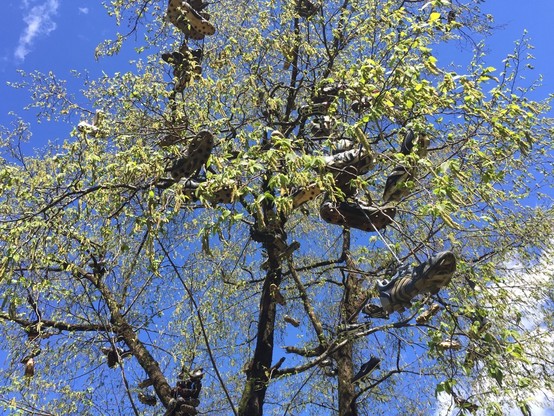 Baum vor blauem Himmel, von dessen Ästen zwei Dutzend Fussballschuhe hängen.