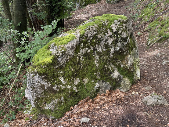 A big rock, almost completely covered with green moss.