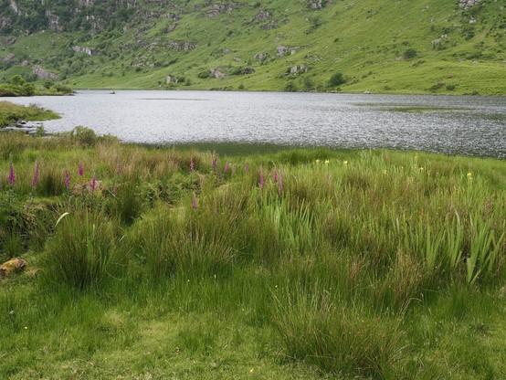 A lakeside landscape with green grass, wildflowers, and hills in the background. Gougane Barra in Cork, Ireland. 